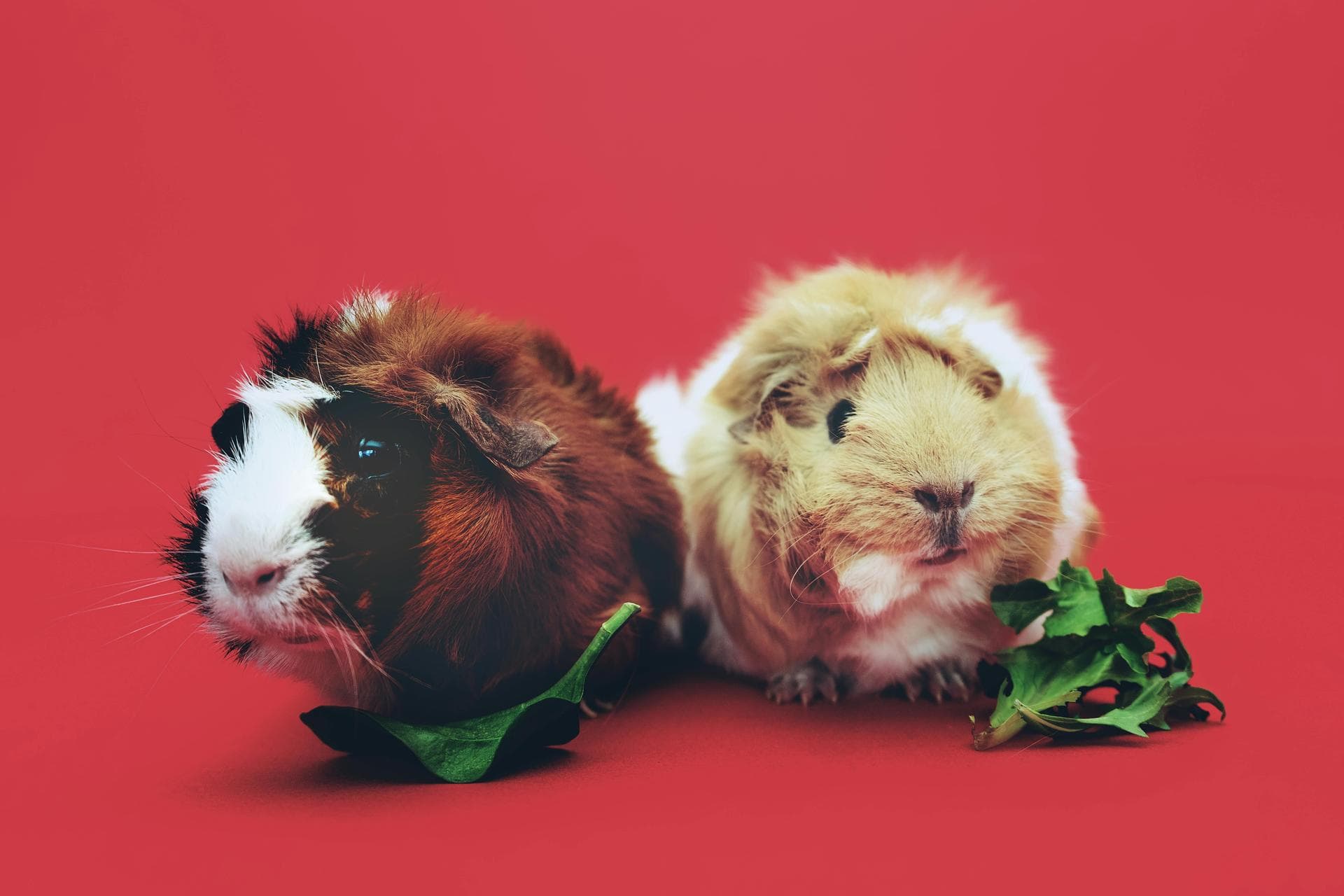 Specialist Vets in Atlanta