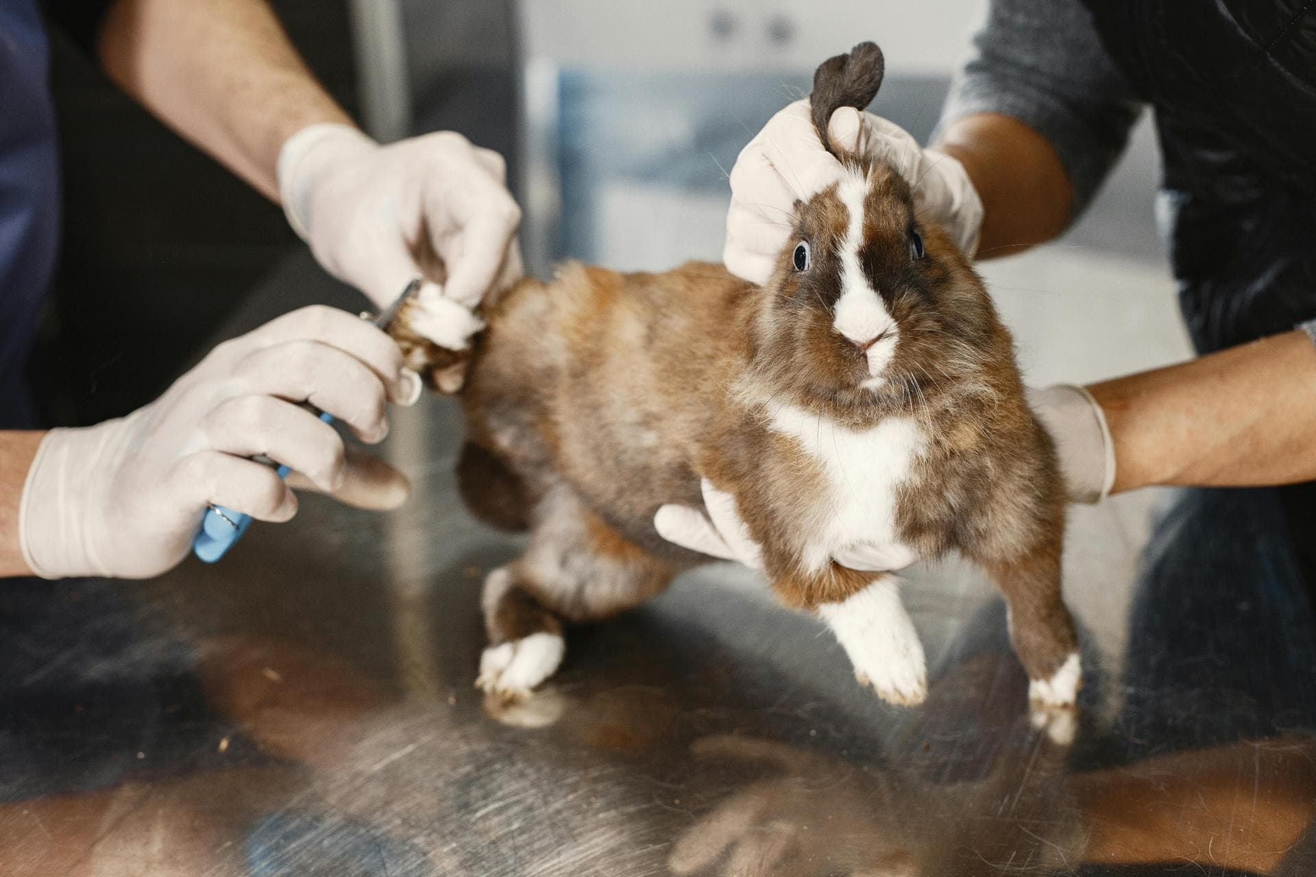Farm & Large-Animal Vets near Atlanta